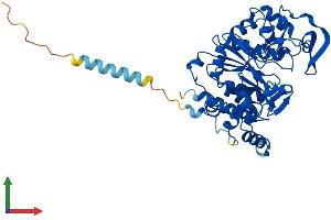 AlphaFold protein structure predicition of Mouse Recombinant Gcnt1 Protein, UniprotID Q09324