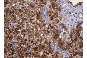 Image no. 2 for anti-D-Dopachrome Tautomerase (DDT) antibody (ABIN1497800) (DDT anticorps)
