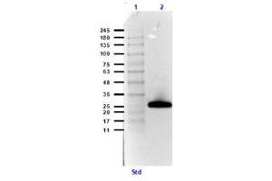 Western Blotting (WB) image for Streptavidin protein (HRP) (ABIN964537)