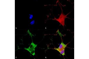 Immunocytochemistry/Immunofluorescence analysis using Mouse Anti-EAAC1 Monoclonal Antibody, Clone S180-41 (ABIN1027720).