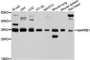 Western blot analysis of extracts of various cells, using MAPRE1 antibody. (ANKS1B anticorps)