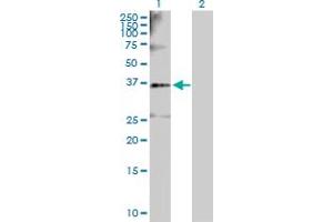 Western Blot analysis of SGOL1 expression in transfected 293T cell line by SGOL1 MaxPab polyclonal antibody. (Shugoshin anticorps  (AA 1-292))