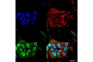 Immunocytochemistry/Immunofluorescence analysis using Mouse Anti-Ataxin 1 Monoclonal Antibody, Clone S65-37 . (Ataxin 1 anticorps  (AA 746-761) (PerCP))