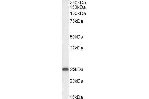 ABIN4902721 (0. (OAZ1 anticorps)