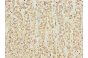 Immunohistochemistry of paraffin-embedded human adrenal gland tissue using ABIN7168896 at dilution of 1:100