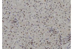 ABIN6277593 at 1/100 staining Human liver tissue by IHC-P. (APRT anticorps  (Internal Region))