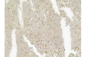 ABIN6261689 and ABIN6276539 at 1/100 staining human normal liver tissue by IHC-P.