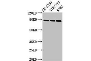 Western Blot Positive WB detected in: SH-SY5Y whole cell lysate, NIH/3T3 whole cell lysate, K562 whole cell lysate All lanes: NTRK1 antibody at 2. (TRKA anticorps  (AA 33-208))