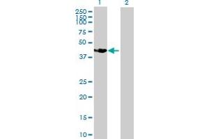Western Blot analysis of SSBP4 expression in transfected 293T cell line by SSBP4 MaxPab polyclonal antibody. (SSBP4 anticorps  (AA 1-385))