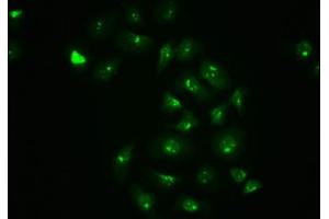 Immunofluorescence staining of A549 cells with ABIN7127704 at 1:100,counter-stained with DAPI. (Recombinant C-JUN anticorps  (pSer63))