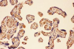 Anti-MMP7 Picoband antibody,  IHC(P): Human Placenta Tissue