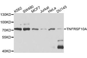Western blot analysis of extracts of various cell lines, using TNFRSF10A antibody. (TNFRSF10A anticorps)