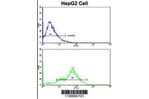 Flow cytometric analysis of HepG2 cells using CEACAM Antibody (N-term)(bottom histogram) compared to a negative control cell (top histogram). (CEACAM5 anticorps  (N-Term))