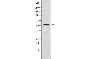 Western blot analysis SYT10 using COS7 whole cell lysates (SYT10 anticorps)