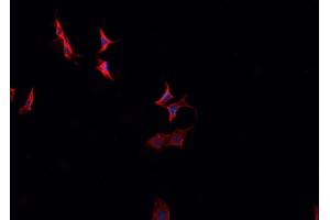 ABIN6266808 staining HeLa cells by IF/ICC. (C2orf40 anticorps  (C-Term))