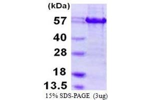 SDS-PAGE (SDS) image for Activating Transcription Factor 4 (Tax-Responsive Enhancer Element B67) (ATF4) (AA 1-351) protein (His-CaM) (ABIN667937)