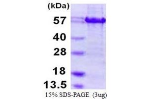 SDS-PAGE (SDS) image for Activating Transcription Factor 4 (Tax-Responsive Enhancer Element B67) (ATF4) (AA 1-351) protein (HIS-CaM) (ABIN667937) (ATF4 Protein (AA 1-351) (HIS-CaM))