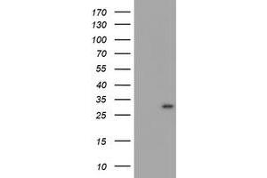 Image no. 1 for anti-Myeloid Leukemia Factor 1 (MLF1) antibody (ABIN1499497) (MLF1 anticorps)