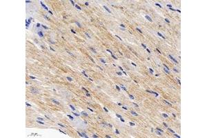 Immunohistochemistry analysis of paraffin-embedded mouse heart using,Arg2 (ABIN7073115) at dilution of 1: 600