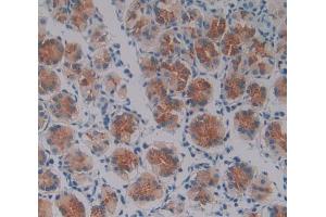 IHC-P analysis of stomach tissue, with DAB staining. (Oncostatin M anticorps  (AA 26-220))