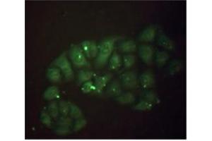 Stainning of methanol-fixed Hela cells: Mouse anti-Human beta 2 Microglobulin monoclonal antibody (D2A10) 1/50 (20 µg/ml). (beta-2 Microglobulin anticorps)