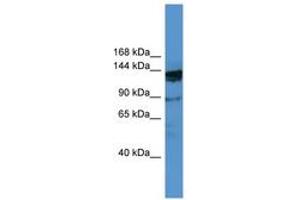 Image no. 1 for anti-Oxoglutarate Dehydrogenase-Like (OGDHL) (AA 26-75) antibody (ABIN6746492) (OGDHL anticorps  (AA 26-75))