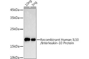 Western blot analysis of extracts of Recombinant Human IL10/Interleukin-10 Protein, using IL10 antibody (ABIN3023111, ABIN3023112, ABIN3023113 and ABIN6219394) at 1:1000 dilution. (IL-10 anticorps  (AA 19-178))
