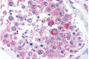 Human Testis (formalin-fixed, paraffin-embedded) stained with BCAP31 antibody ABIN305717 at 5 ug/ml followed by biotinylated goat anti-rabbit IgG secondary antibody ABIN481713, alkaline phosphatase-streptavidin and chromogen. (BCAP31 anticorps  (Internal Region))