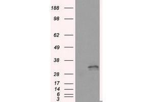 Image no. 5 for anti-Fumarylacetoacetate Hydrolase Domain Containing 2A (FAHD2A) antibody (ABIN1498184) (FAHD2A anticorps)