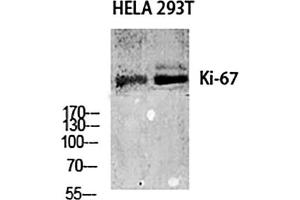 Western Blot analysis of Hela (1), 293T (2), diluted at 1:1000.