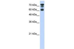 Image no. 1 for anti-Protein Phosphatase 1, Regulatory Subunit 13 Like (PPP1R13L) (AA 451-500) antibody (ABIN6742321)