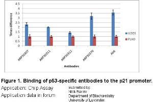 U20S (p53+) cells were treated with 0. (p53 anticorps  (N-Term))