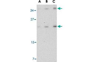 Western blot analysis of DARC in mouse brain tissue lysate with DARC polyclonal antibody  at (A) 0. (DARC anticorps  (C-Term))