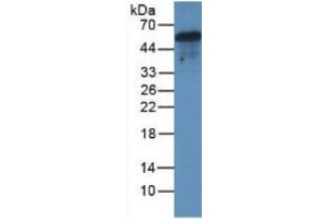 Rabbit Capture antibody from the kit in WB with Positive Control: Mouse brain tissue. (Major Basic Protein Kit ELISA)