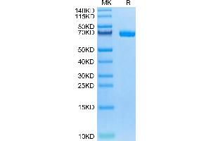 Biotinylated Human LILRB5 on Tris-Bis PAGE under reduced condition.
