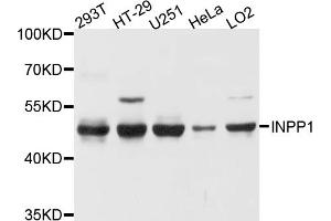 Western blot analysis of extracts of various cell lines, using INPP1 antibody.