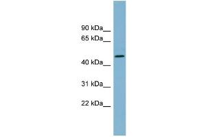 WB Suggested Anti-TDO2 Antibody Titration:  0. (TDO2 anticorps  (N-Term))