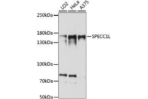 Western blot analysis of extracts of various cell lines, using SPECC1L antibody (ABIN7270521) at 1:1000 dilution. (SPECC1L anticorps  (AA 200-500))