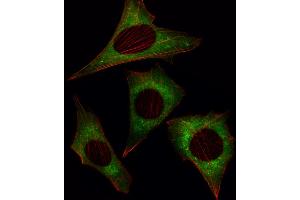 Fluorescent image of NIH/3T3 cell stained with MOB4A Antibody . (MOBKL1A anticorps  (C-Term))