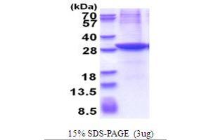 SDS-PAGE (SDS) image for CXADR-Like Membrane Protein (CLMP) (AA 19-235) protein (His tag) (ABIN5853655)