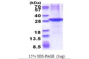 SDS-PAGE (SDS) image for CXADR-Like Membrane Protein (CLMP) (AA 19-235) protein (His tag) (ABIN5853655) (CLMP Protein (AA 19-235) (His tag))