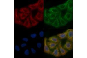 PMPCA Mouse Monoclonal Antibody staining Hela cells by IF/ICC. (PMPCA anticorps)
