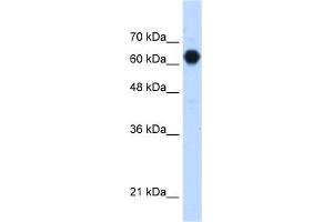 Human HepG2; WB Suggested Anti-C3orf39 Antibody Titration: 1. (C3orf39 anticorps  (Middle Region))