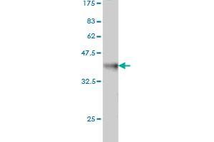 Western Blot detection against Immunogen (36.