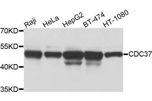 Western blot analysis of extracts of various cells, using CDC37 antibody. (CDC37 anticorps)