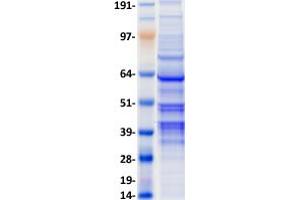 Validation with Western Blot (FAIM3 Protein (Transcript Variant 2) (Fc Tag))