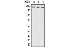 Western blot analysis of NRXN3 expression in Hela (A), Raw264. (Neurexin 3 anticorps  (Center))