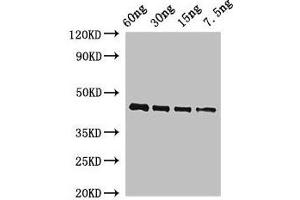 Western Blot Positive WB detected in Recombinant protein All lanes: OSM34 antibody at 2 μg/mL Secondary Goat polyclonal to rabbit IgG at 1/50000 dilution predicted band size: 44 kDa observed band size: 44 kDa (OSM34 anticorps  (AA 23-244))