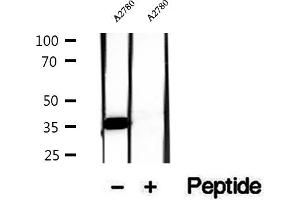 Western blot analysis of extracts of A2780 cells, using FSTL1 antibody. (FSTL1 anticorps  (N-Term))