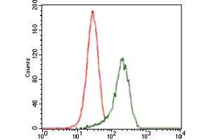 Image no. 5 for anti-Sonic Hedgehog (SHH) antibody (ABIN1491290) (Sonic Hedgehog anticorps)